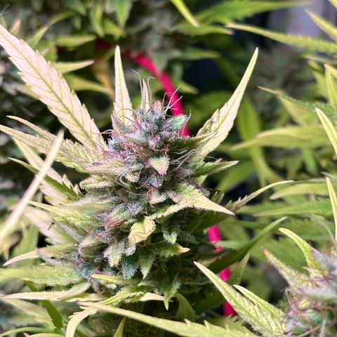 Pink Runtz Auto growlog timeline photo