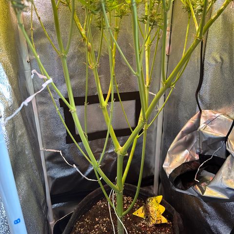 Pink Runtz Auto growlog timeline photo