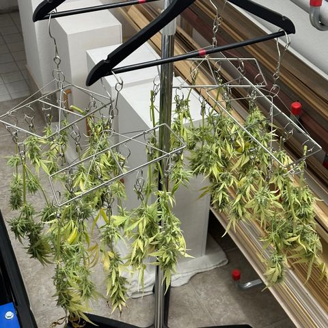 Pink Runtz Auto growlog timeline photo