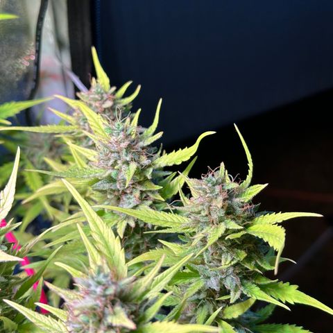 Pink Runtz Auto growlog timeline photo