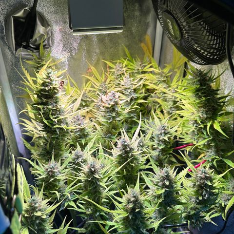 Pink Runtz Auto growlog timeline photo