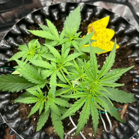Orion F1 #2 growlog timeline photo