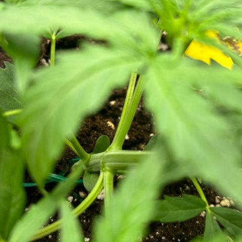 Orion F1 #2 growlog timeline photo