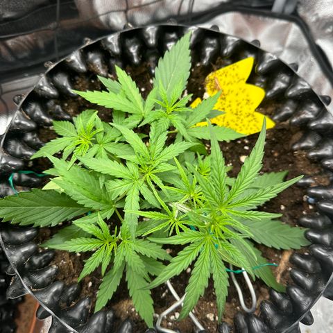 Orion F1 #2 growlog timeline photo