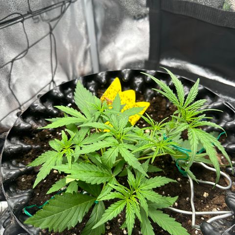 Orion F1 #2 growlog timeline photo