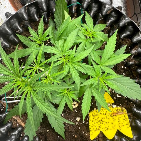 Orion F1 #2 growlog timeline photo