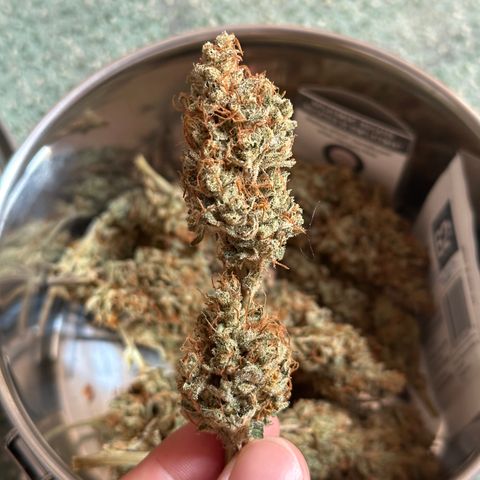 Cookies Gelato #2 🍪 growlog timeline photo