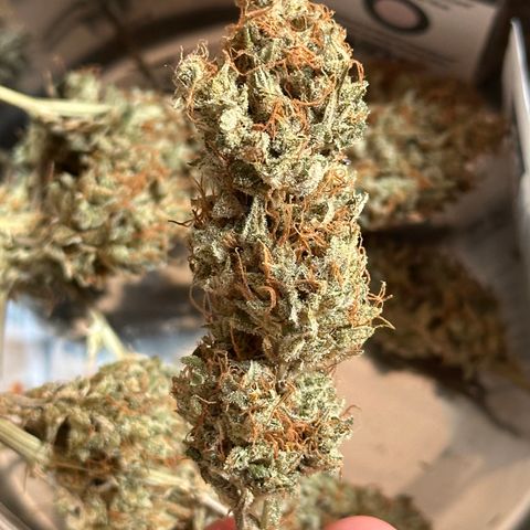 Cookies Gelato #2 🍪 growlog timeline photo