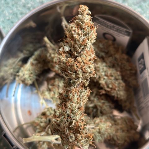 Cookies Gelato #2 🍪 growlog timeline photo