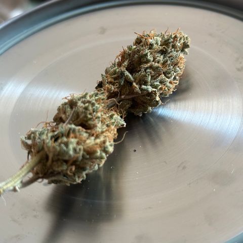 Cookies Gelato #2 🍪 growlog timeline photo