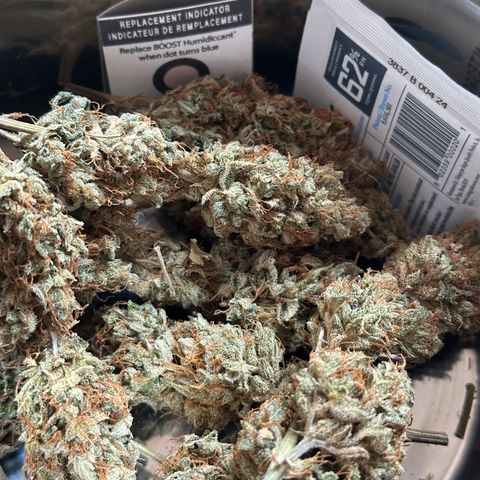 Cookies Gelato #2 🍪 growlog timeline photo