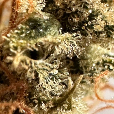 Cookies Gelato #2 🍪 growlog timeline photo