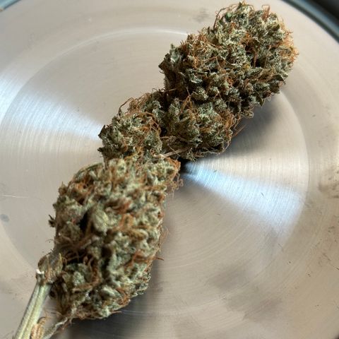 Cookies Gelato #2 🍪 growlog timeline photo