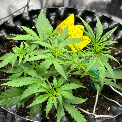 Orion F1 #2 growlog timeline photo