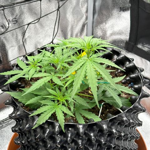Orion F1 #2 growlog timeline photo