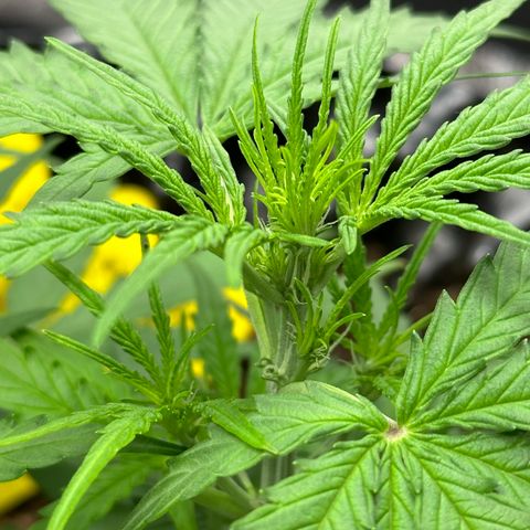 Orion F1 #2 growlog timeline photo