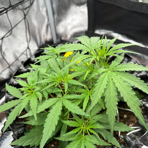 Orion F1 #2 growlog timeline photo