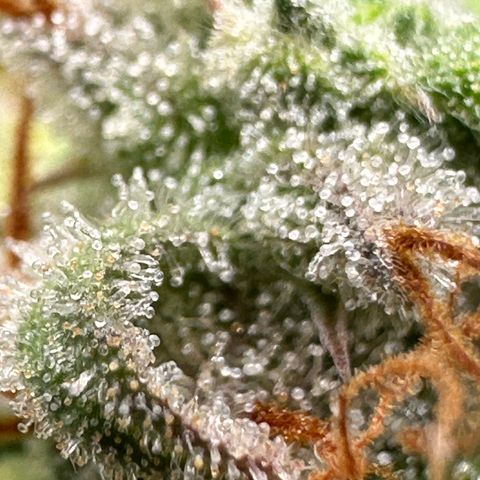 Trainwreck Auto growlog timeline photo