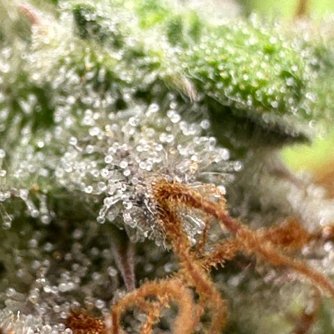 Trainwreck Auto growlog timeline photo