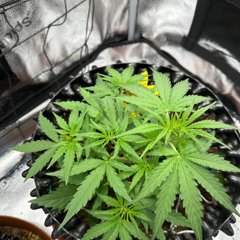 Orion F1 #2 growlog timeline photo