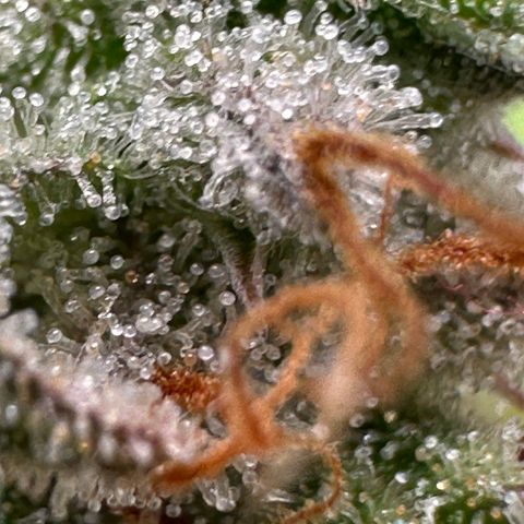 Trainwreck Auto growlog timeline photo