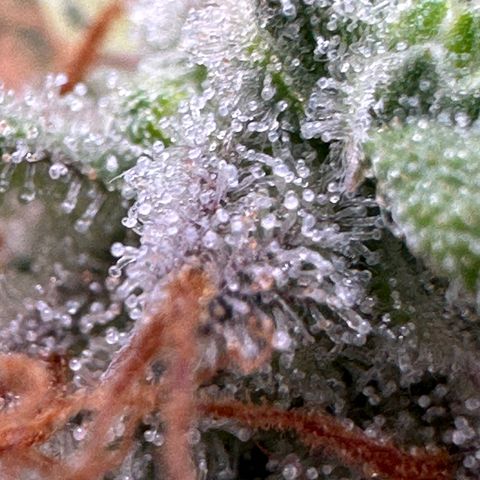 Trainwreck Auto growlog timeline photo