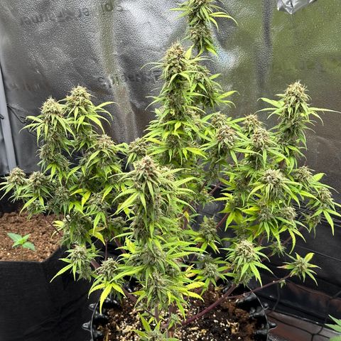 Trainwreck Auto growlog timeline photo