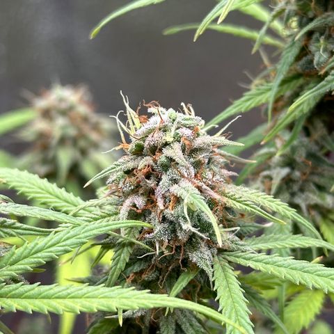 Trainwreck Auto growlog timeline photo