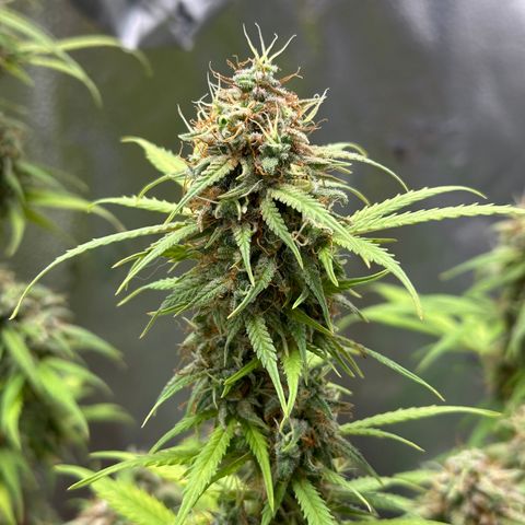Trainwreck Auto growlog timeline photo