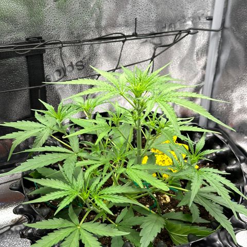 Orion F1 #2 growlog timeline photo
