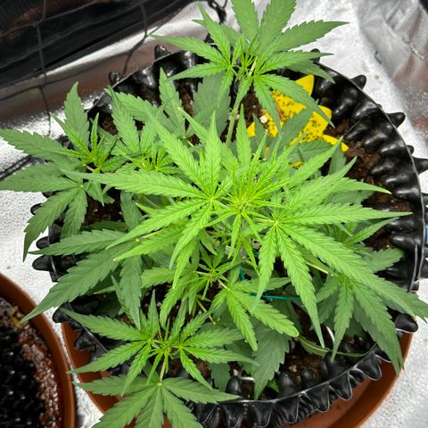 Orion F1 #2 growlog timeline photo