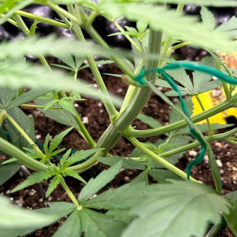 Orion F1 #2 growlog timeline photo