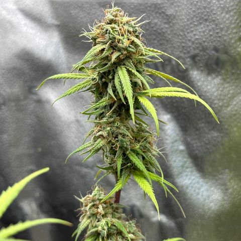 Trainwreck Auto growlog timeline photo