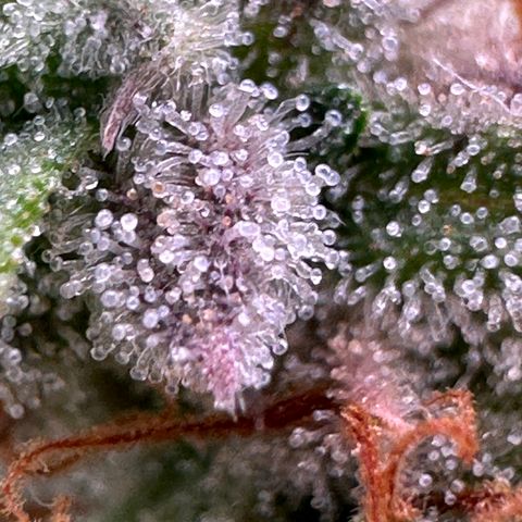 Trainwreck Auto growlog timeline photo