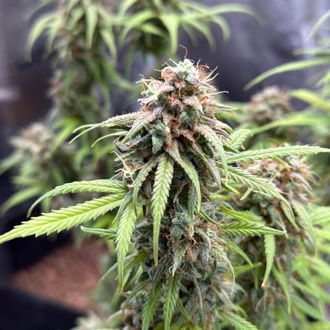 Trainwreck Auto growlog timeline photo