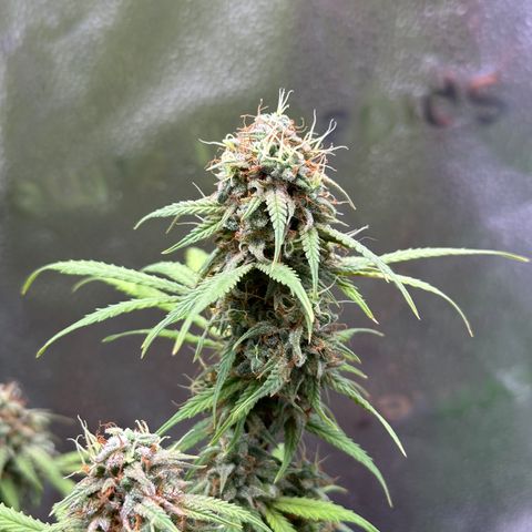 Trainwreck Auto growlog timeline photo
