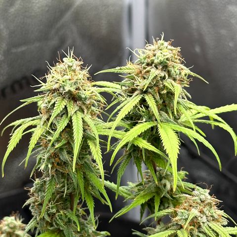 Trainwreck Auto growlog timeline photo