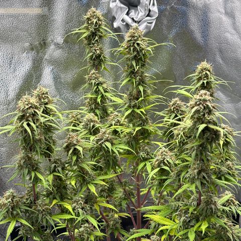 Trainwreck Auto growlog timeline photo
