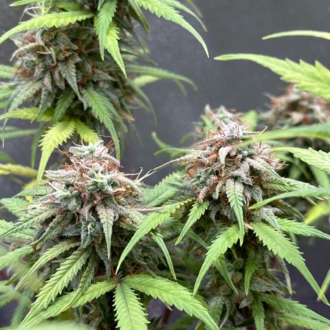 Trainwreck Auto growlog timeline photo