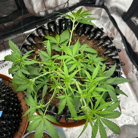 Orion F1 #2 growlog timeline photo