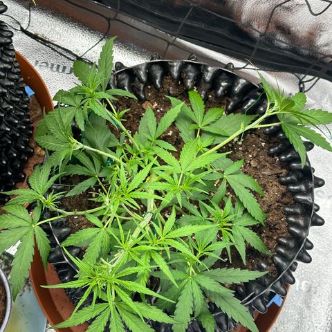 Orion F1 #2 growlog timeline photo