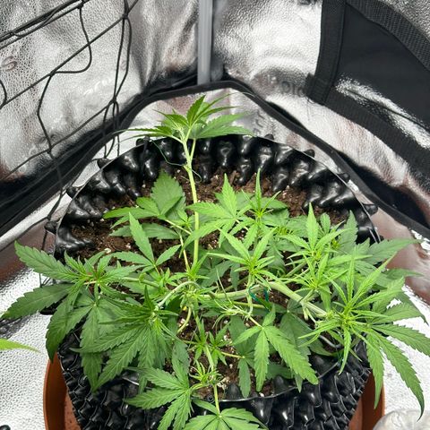 Orion F1 #2 growlog timeline photo
