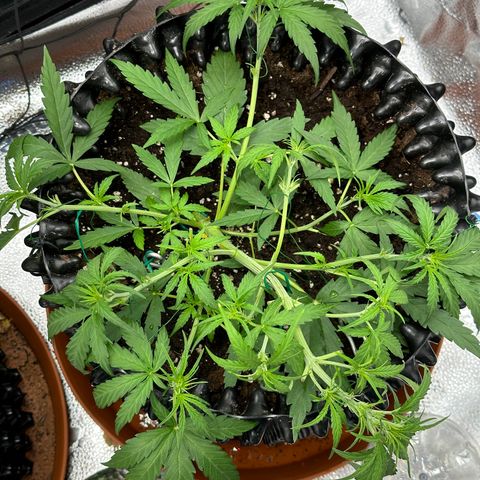 Orion F1 #2 growlog timeline photo