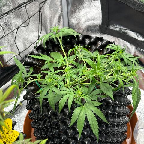 Orion F1 #2 growlog timeline photo