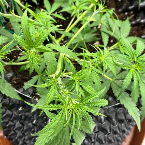 Orion F1 #2 growlog timeline photo