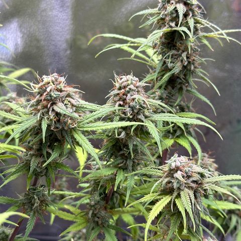 Trainwreck Auto growlog timeline photo