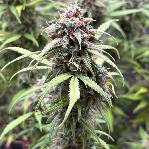 Trainwreck Auto growlog timeline photo