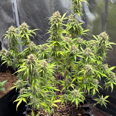 Trainwreck Auto growlog timeline photo