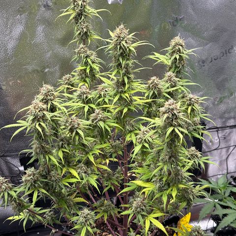 Trainwreck Auto growlog timeline photo