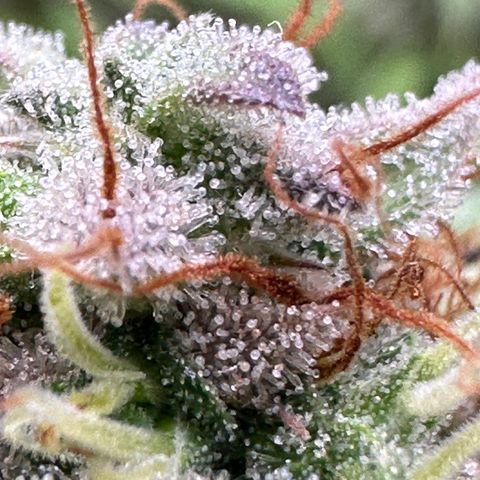 Trainwreck Auto growlog timeline photo
